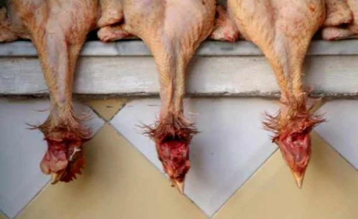 
    Puii infestaţi cu bacterii rezistente la antibiotic sunt un pericol pentru consumatorii cu imunitate scăzută  