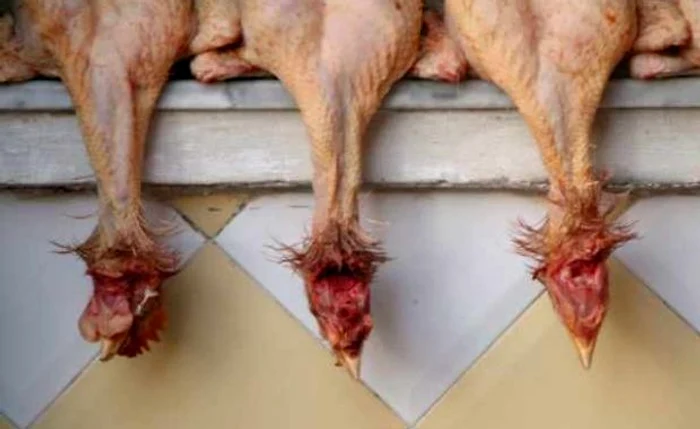 Puii infestaţi cu bacterii rezistente la antibiotic sunt un pericol pentru consumatorii cu imunitate scăzută
