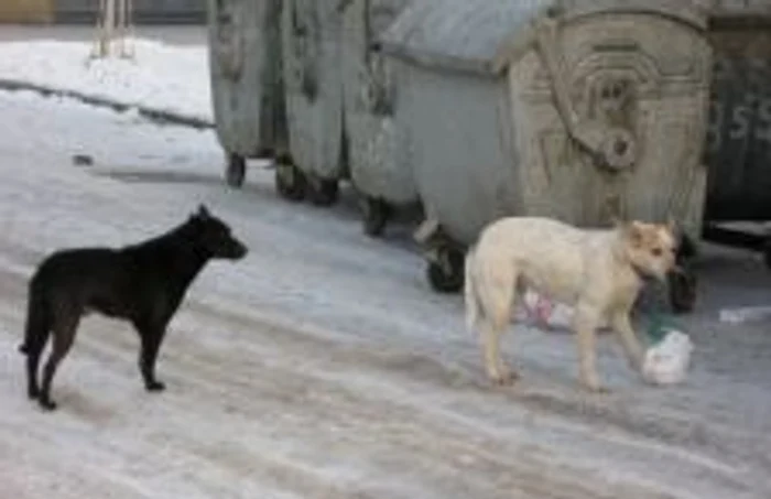 Câinii vagabonzi de pe strada Rodniciei