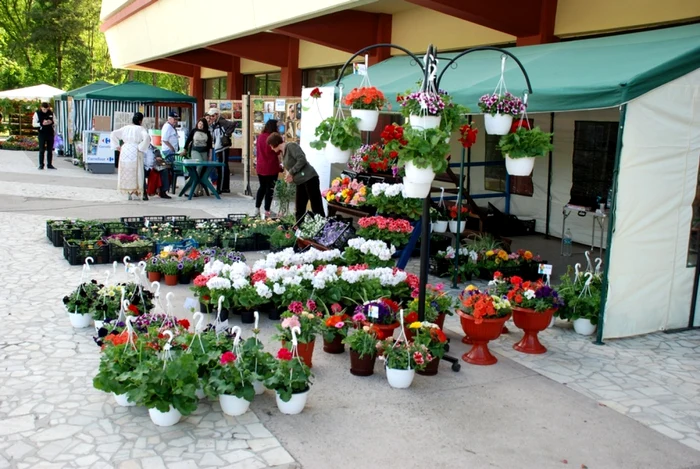 Flori pe alese, la Festivalul Florilor   FOTO Florentin Coman