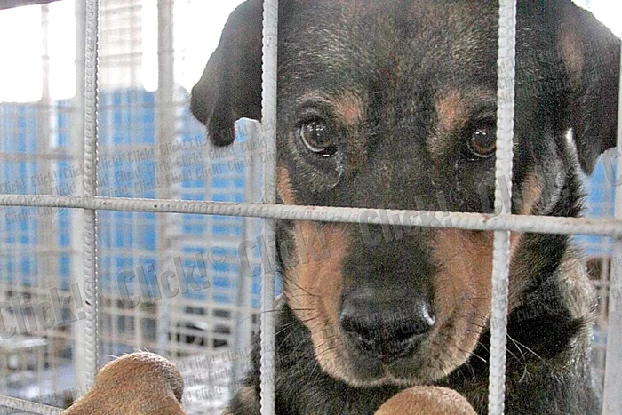 Gabriel, 9 ani, a văzut  în ziarul Click! un căţel  care i-a plăcut şi a vrut  să-l ia acasă, dar ieri  n-a fost zi de adopţii (Fotografii: Zoltan Lorencz)