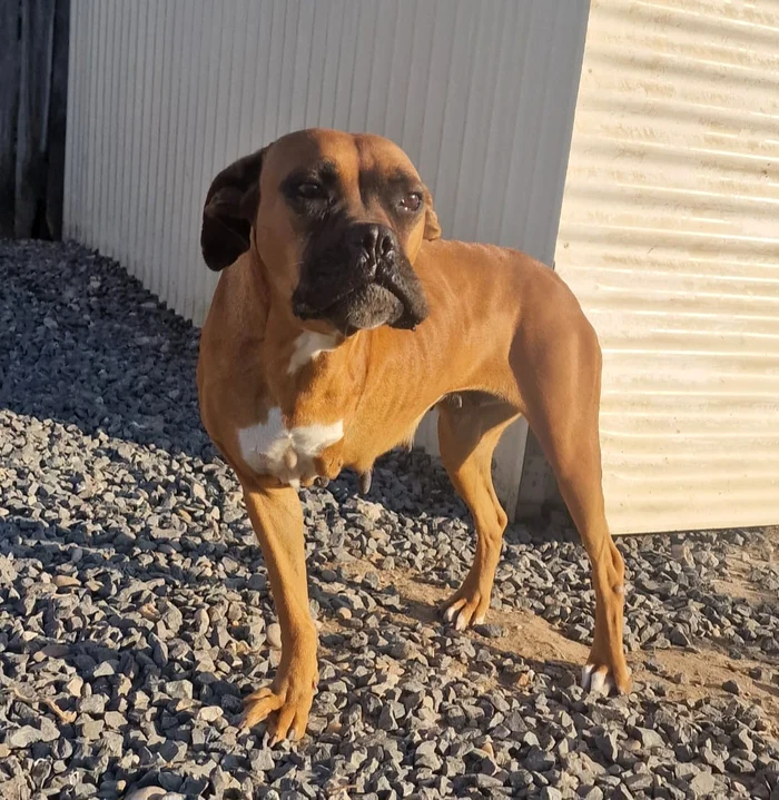Cățelușa boxer a supraviețuit miraculos FOTO Help Lăbuș
