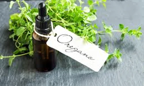 oregano medical newtoday com  jpeg