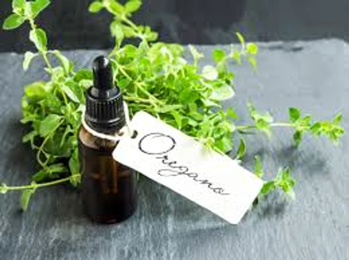 Oregano combate infecțiile din organismSursa foto:oregano newtoday.com