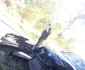 accident turnu