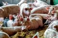 porci jpg