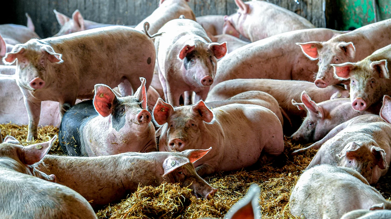 Porci vii