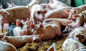 porci jpg