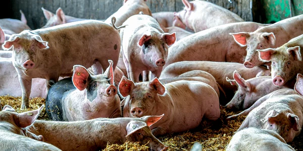 porci jpg