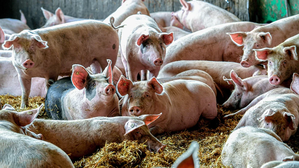 Cât plătești pe porc și cât rămâne după tăiere. Adevărul despre greutatea în viu și cea netă