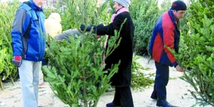 Arădenii admiră brazii de Crăciun scoşi la vânzare în pieţele din oraş