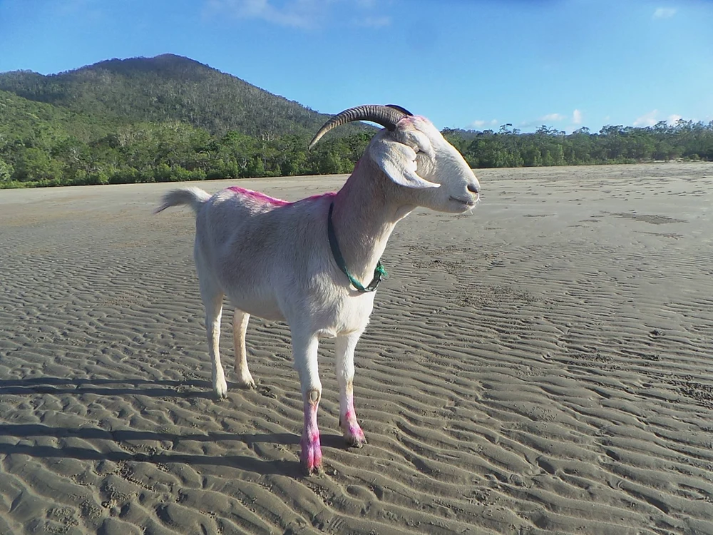 
    Gary the Goat este cel mai rapid ţap din lumeFOTO Facebook  