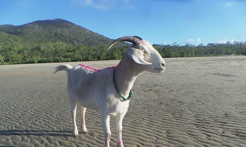gary the goat jpeg