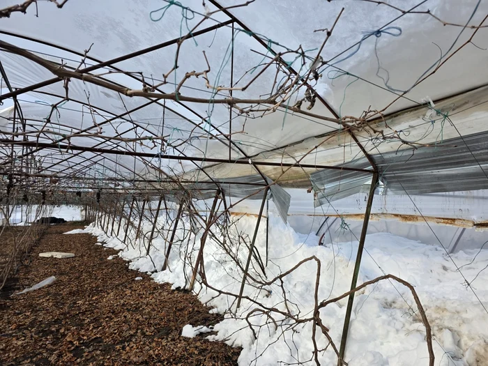 Vița de vie plantată în solar ar putea avea de suferit. Sursa FOTO: Claudiu Breazu