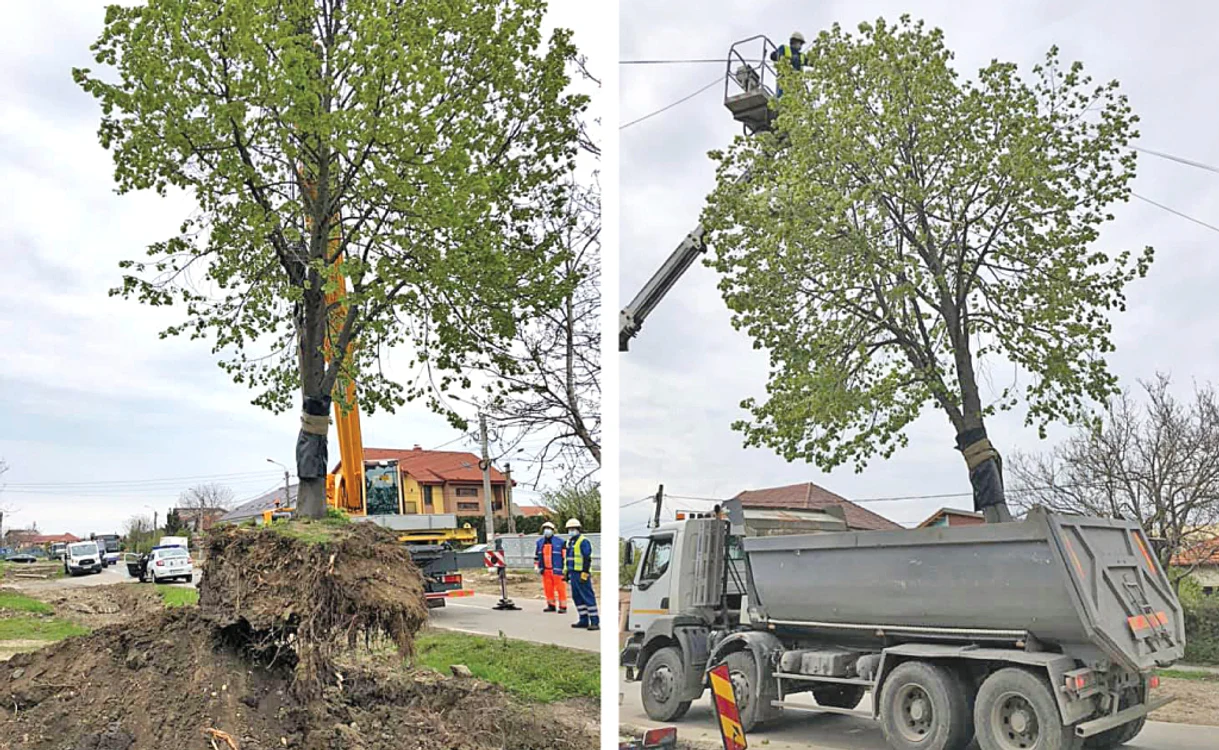 
    Operaţiunea de mutare a copacului a fost spectaculoasă  