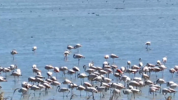 Sute de păsări flamingo au poposit în apropiere de litoralul românesc / foto: captura Digi 24