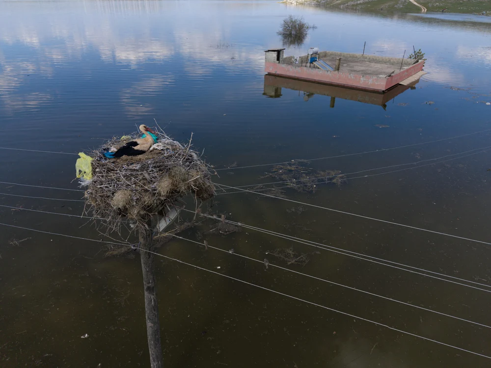 Berzele trăiesc liniștite în Beloren (Foto: Profimedia)