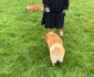 Sarah Ferguson și cățeii Corgi de Crăciun