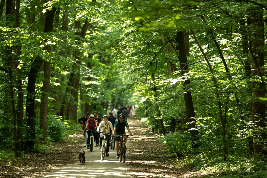 pădure, bicicliști