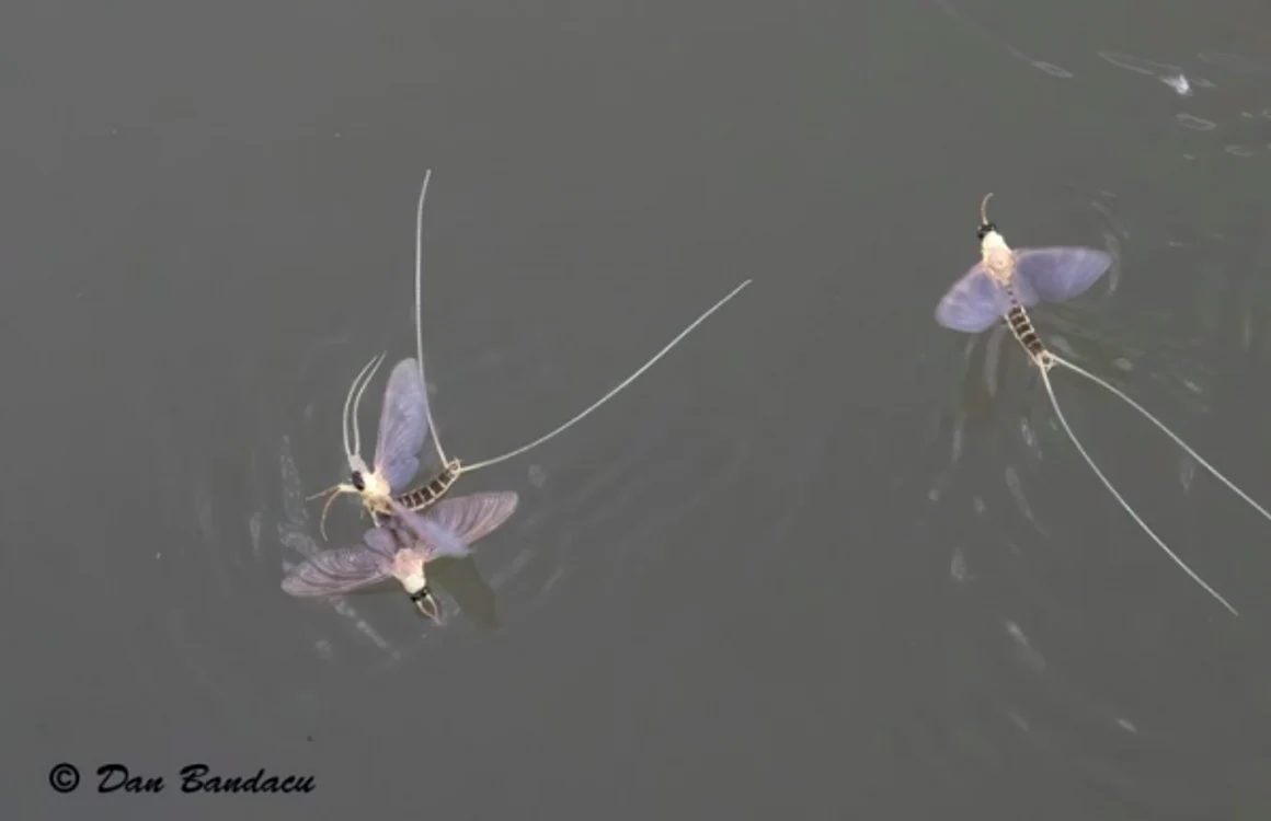 Rusaliile sau Efemeridele - insecte cu viaţă scurtă din Delta Dunării Sursa Facebook Dan Bandacu
