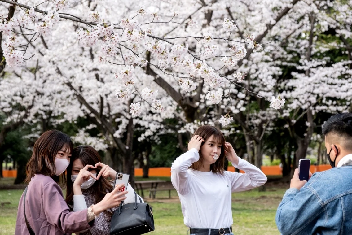 Au înflorit cireşii în Japonia FOTO Profimedia
