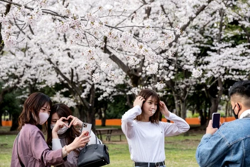 Au înflorit cireşii în Japonia FOTO Profimedia