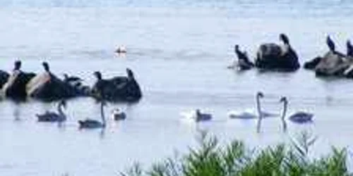 lebede la turnu severin