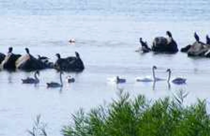 Lebede la malul Dunării la Turnu Severin FOTO Corina Macavei
