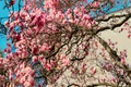 cea mai batarna magnolie jpg
