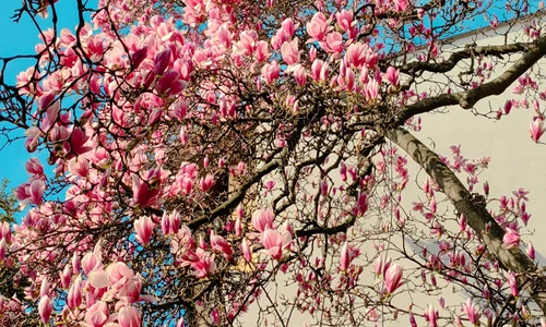 cea mai batarna magnolie jpg
