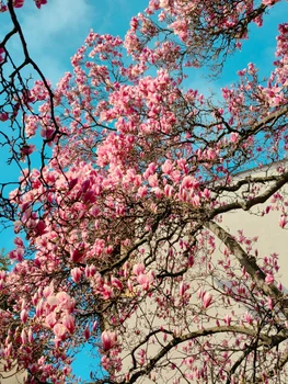 cea mai batarna magnolie jpg