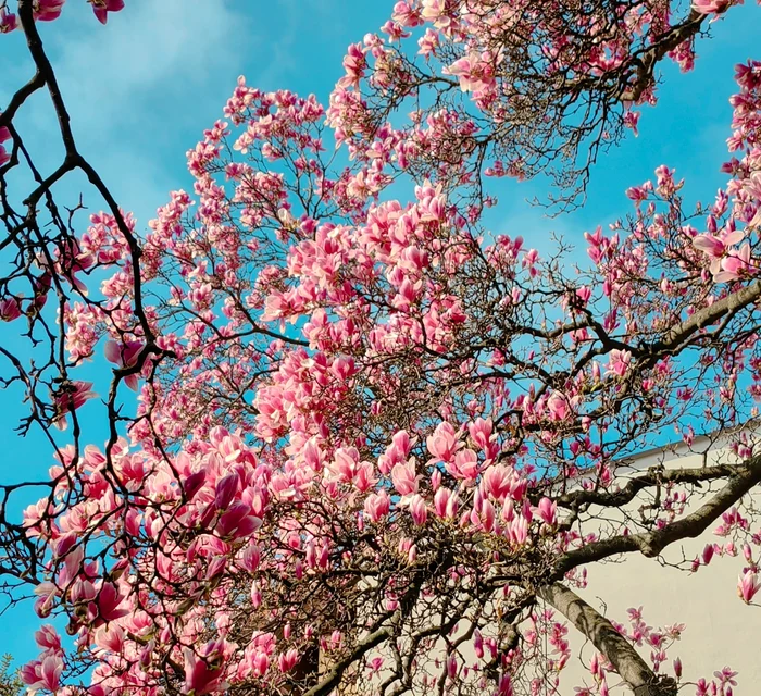 Magnoliile, semn al demnității și al perseverenței Foto: Facebook