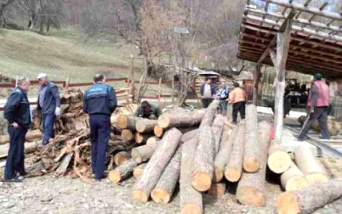 Lemnul a fost confiscat. FOTObrasovultau.ro.