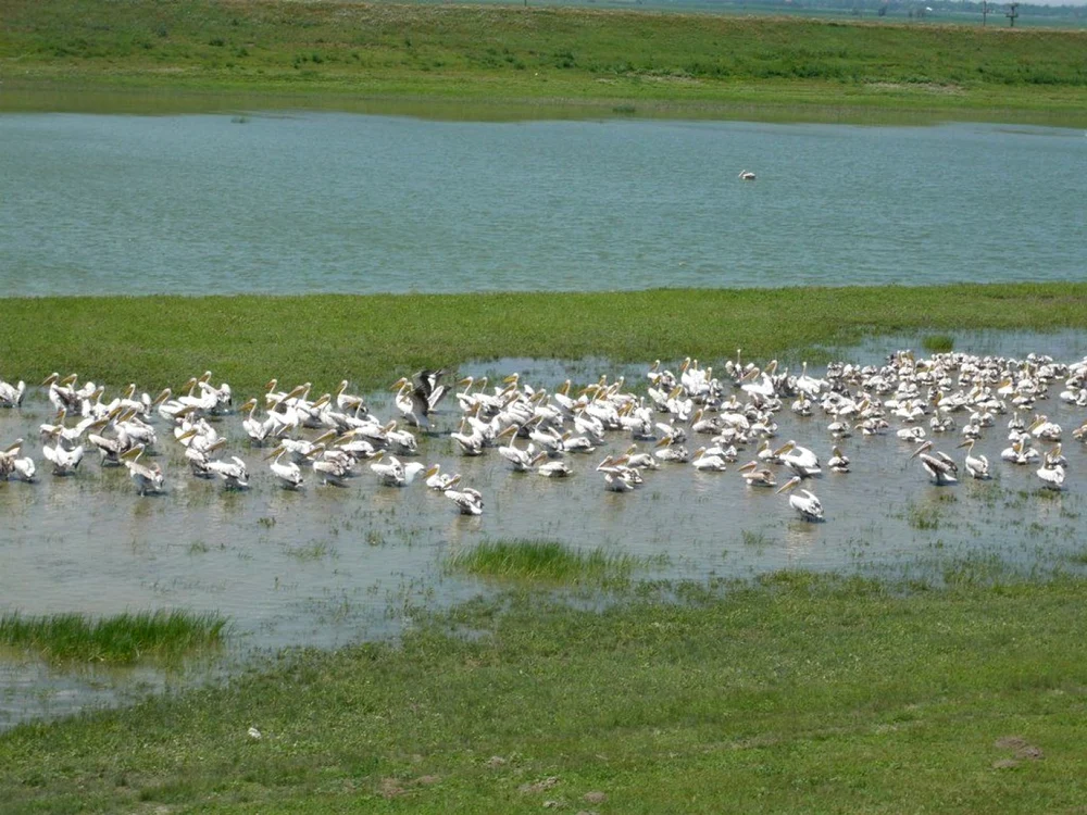 Raiul păsărilor la Dunăre FOTO natura2000.ro