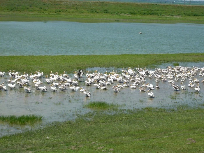 Raiul păsărilor la Dunăre FOTO natura2000.ro