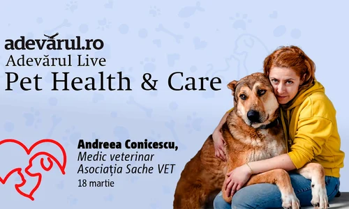 Cum ne ajută animalele de companie să combatem stresul, depresia și anxietatea mp4 thumbnail png