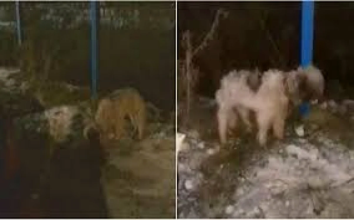 Câinele a fost ţinut trei zile legat şi fără mâncare