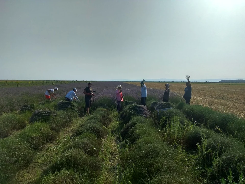 lanul cu lavanda vrancea