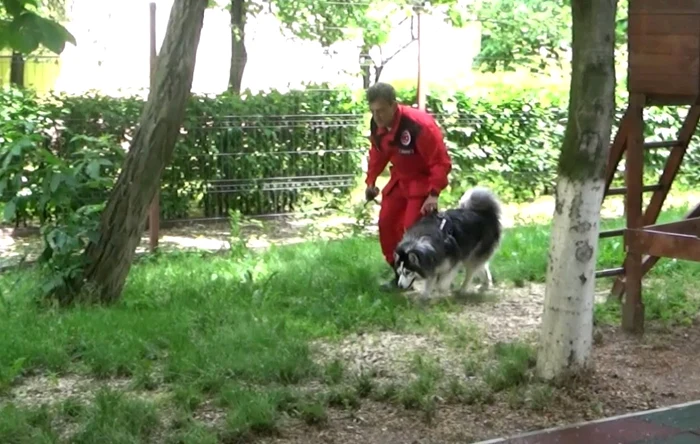 Sursa Kara Dog