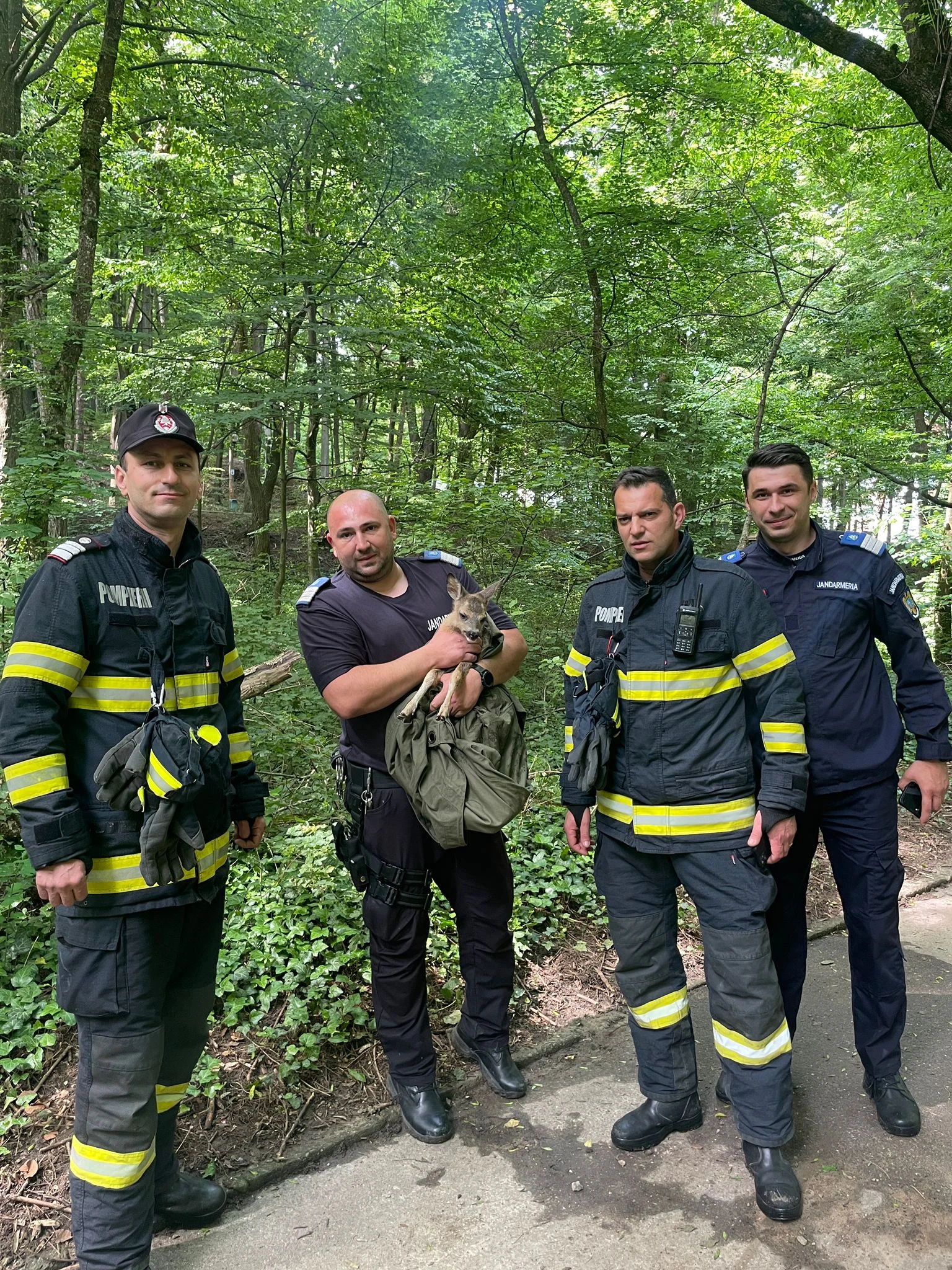 Pui De Căprioară, Salvat Dintr-un Canal Din Parcul Trivale. Animalul A ...