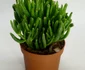 3 crassula ovata jpg jpeg