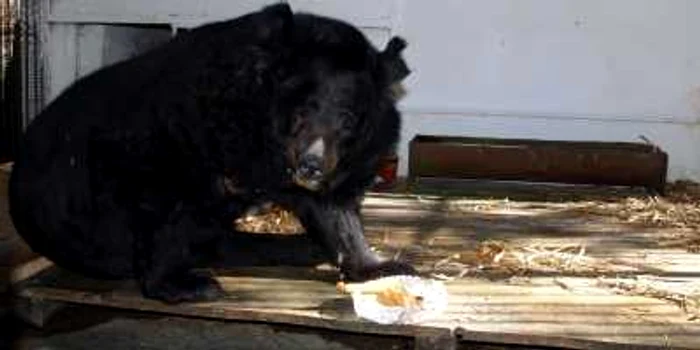 Ursoaica Tica este răsfăţata Grădinii Zoologice Bucov (foto Alex Policală)