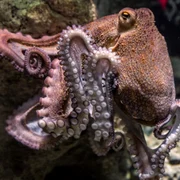 caracatita foto pixabay