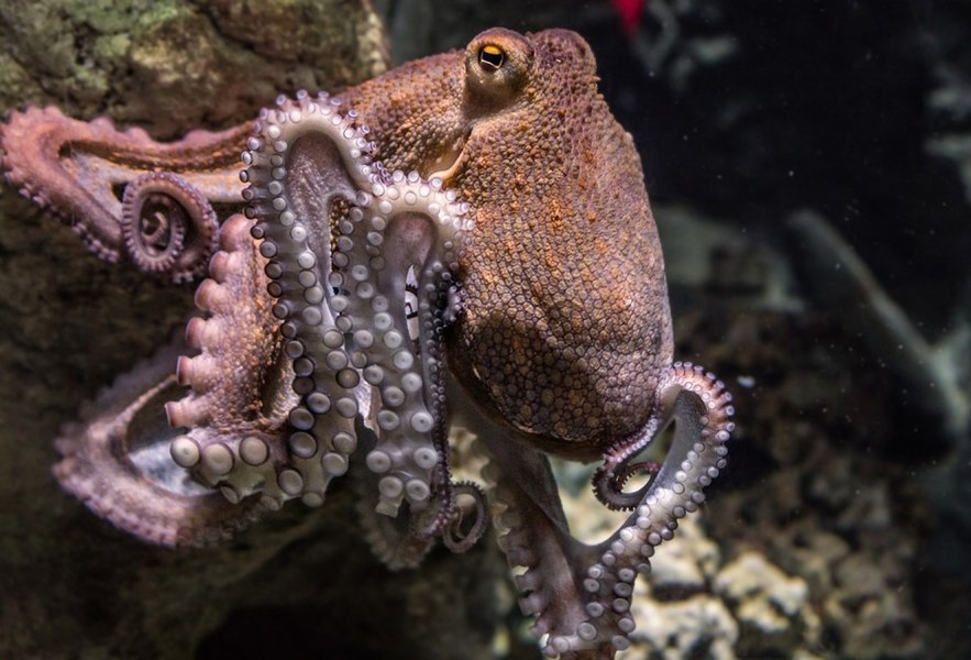 Cum încearcă Italia să oprească invazia crabului albastru cu ajutorul caracatițelor. Crustaceele provoacă pagube enorme pescarilor