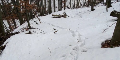urme FOTO Parcul Natural Porţile de Fier 