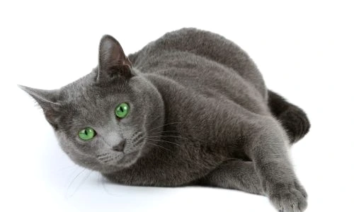 1 46556 original jpg jpeg