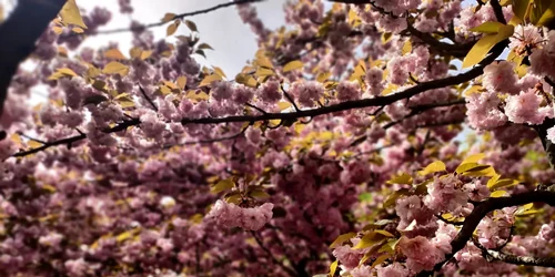 Gradina Japoneza Lore dascalu FB jpg