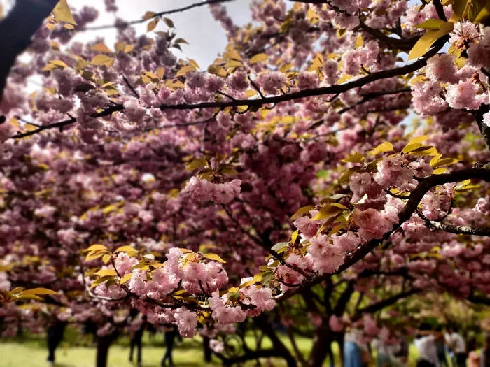 Grădina Japoneză din Herastrau. FOTO Facebook Lore Dascălu