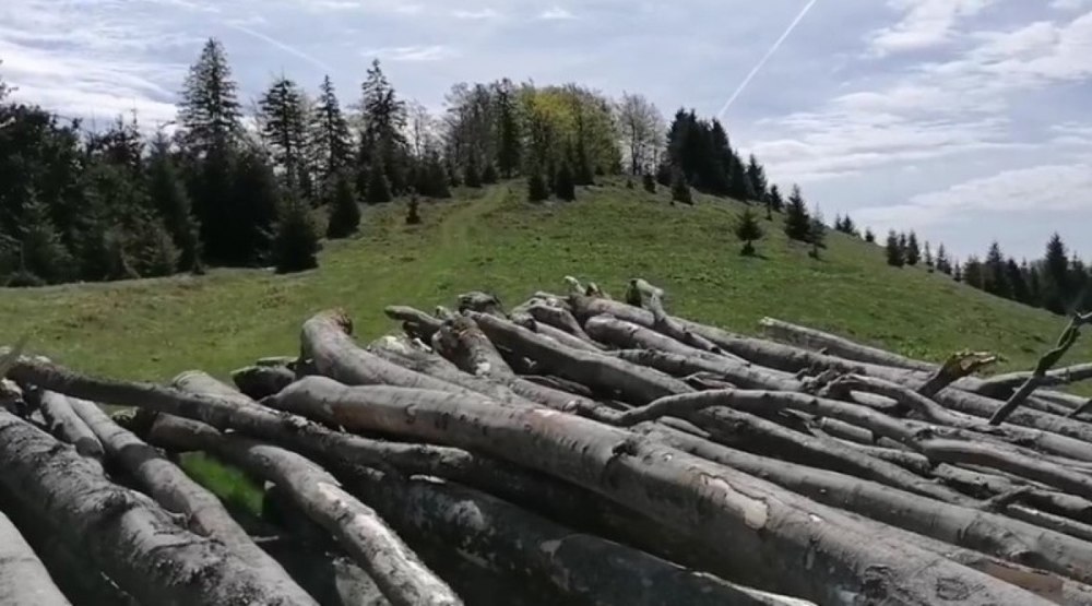 Curățenie la Romsilva. Pădurari condamnați pentru furt din pădure au continuat să lucreze. Ministrul Mediului: „Au fost dați afară”