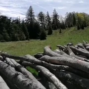 narcise lemne negrileasa